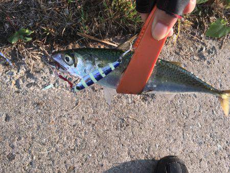 タチウオ不発、サバのみ