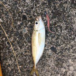 アジングの季節