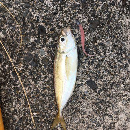 アジングの季節