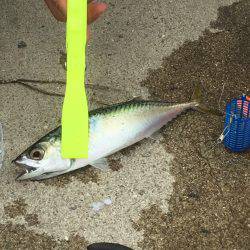 アジ釣りの筈が、、