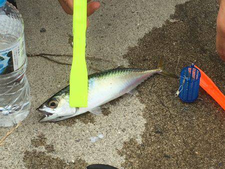アジ釣りの筈が、、