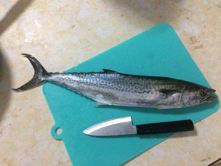 ライトショアジギング