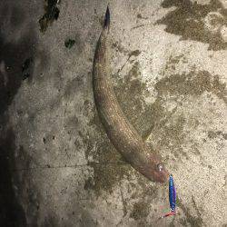 ジグパラでエソパラ