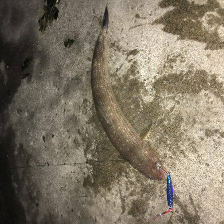 ジグパラでエソパラ