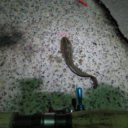 アジ狙いも不発