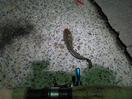 アジ狙いも不発