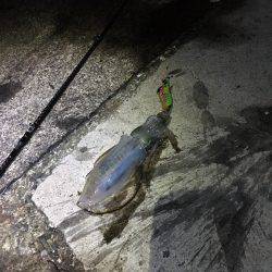 アオリ新子狩り