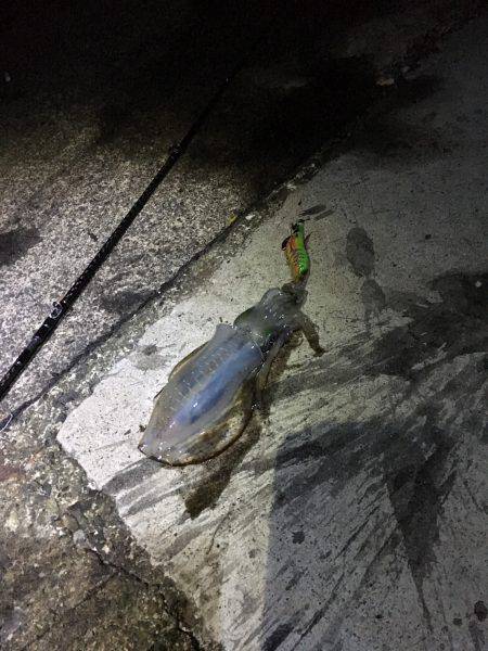 アオリ新子狩り