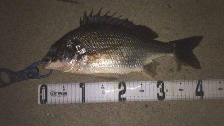 ランカーgetしました