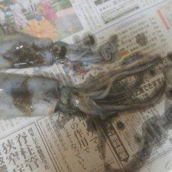 イカ釣れました