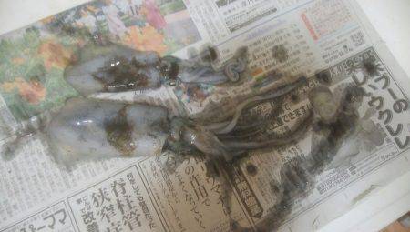 イカ釣れました
