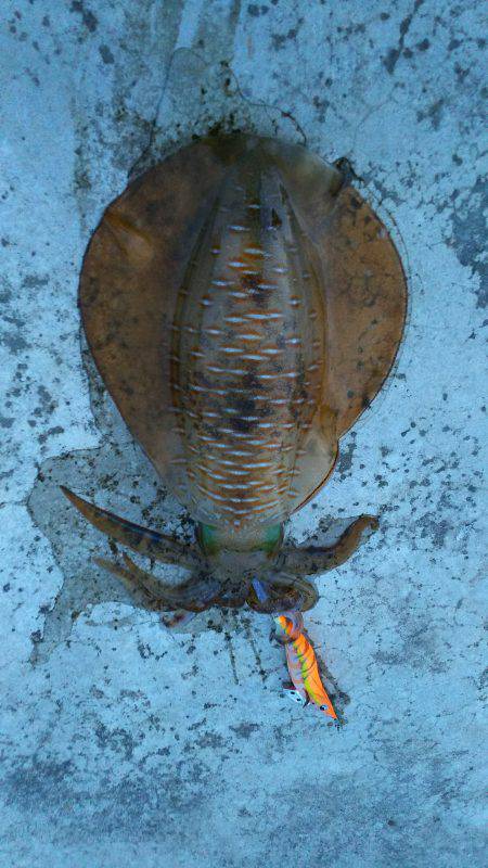 朝マヅメに夏イカGET！！