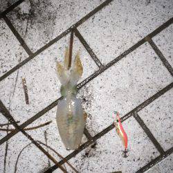 アオリイカ調査