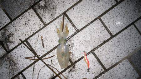 アオリイカ調査