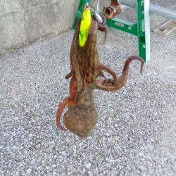 タコは釣れたがアオリはまだか？