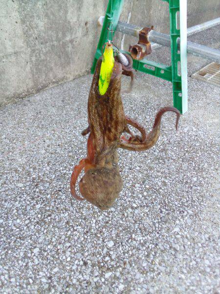 タコは釣れたがアオリはまだか？