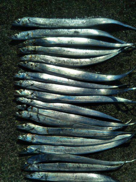 阿南市の椿泊でタチウオと小アジ