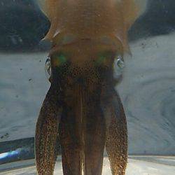 トンカツにはありつけず