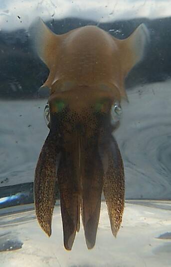 トンカツにはありつけず