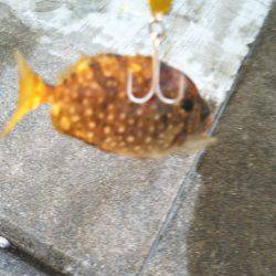 タチウオさん不在