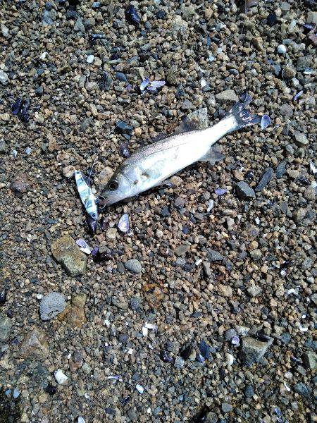 空駆けるシーバス