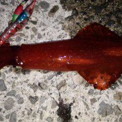 ケンサキビッグサイズ!