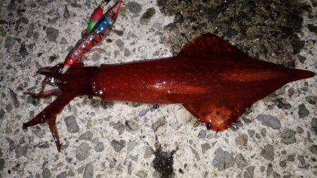 ケンサキビッグサイズ！