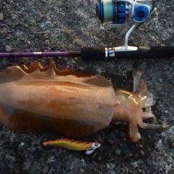 秋イカに混じり両型