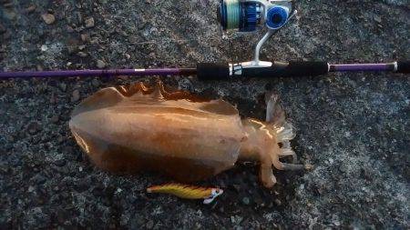 秋イカに混じり両型