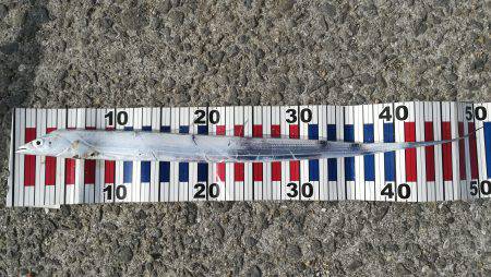 ショアジギング！