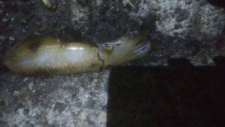 アオリイカ　5杯