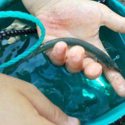 サヨリがやってきました