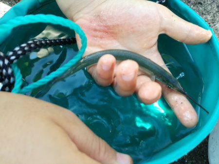 サヨリがやってきました