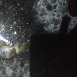 アオリイカ　11杯