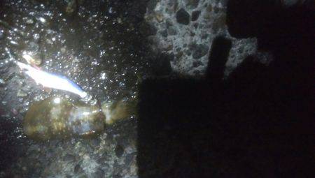 アオリイカ　11杯