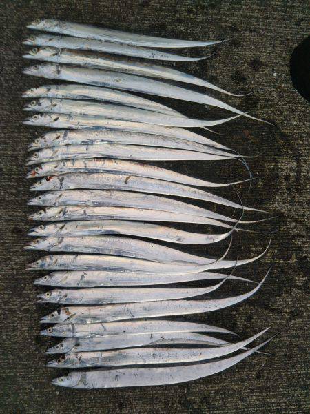 強風の中、タチウオテンヤ