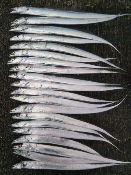 阿南市の大潟岸壁でタチウオ