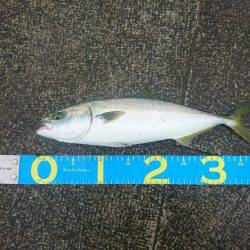 ツバス?ハマチ?