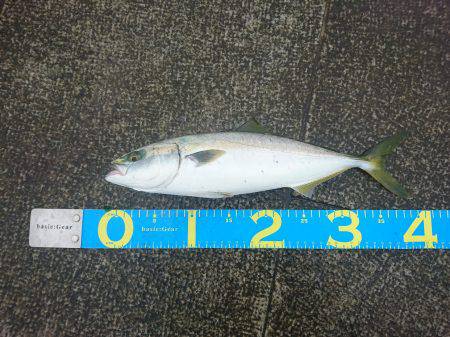 ツバス？ハマチ？