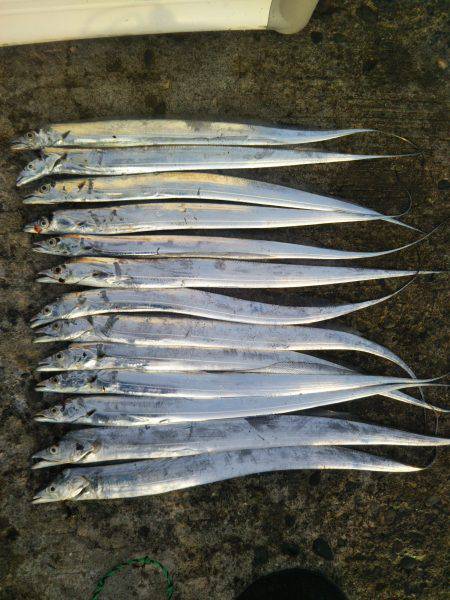 阿南市の辰巳でタチウオ