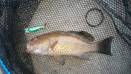 エギングロッドで