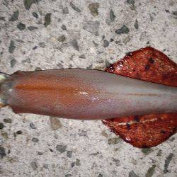 ビックサイズケンサキ！！