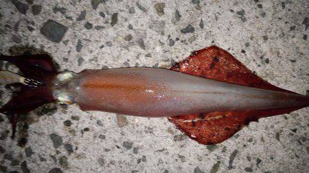 ビックサイズケンサキ！！