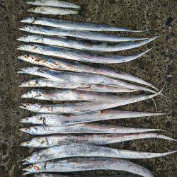 阿南市の辰巳でタチウオとカマス