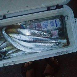 上から下までタチウオ