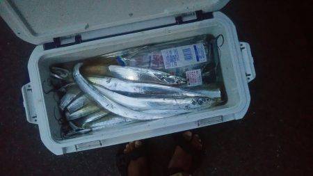 上から下までタチウオ