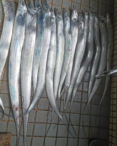 マリーナシティタチウオ