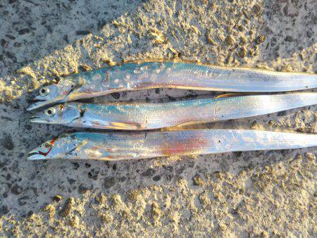 阿南市の答島港でタチウオ