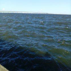 台風一過、荒波の中でもタコは釣れました。