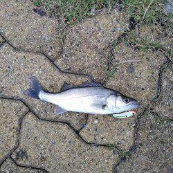 年間10本達成！